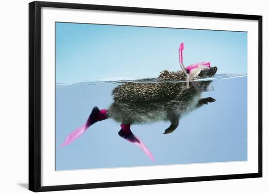 Hedgehog Swimming in Mask Snorkel and Flippers-null-Framed Photographic Print