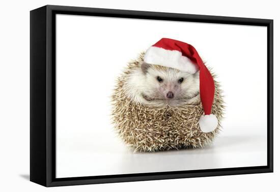 Hedgehog Wearing Christmas Hat-null-Framed Stretched Canvas