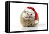 Hedgehog Wearing Christmas Hat-null-Framed Stretched Canvas