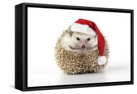 Hedgehog Wearing Christmas Hat-null-Framed Stretched Canvas