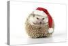 Hedgehog Wearing Christmas Hat-null-Stretched Canvas