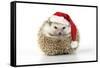 Hedgehog Wearing Christmas Hat-null-Framed Stretched Canvas