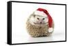 Hedgehog Wearing Christmas Hat-null-Framed Stretched Canvas