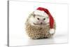 Hedgehog Wearing Christmas Hat-null-Stretched Canvas