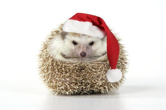 Hedgehog Wearing Christmas Hat' Photographic Print | AllPosters.com