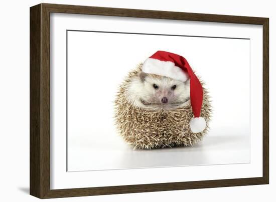 Hedgehog Wearing Christmas Hat-null-Framed Photographic Print