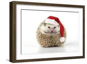 Hedgehog Wearing Christmas Hat-null-Framed Photographic Print