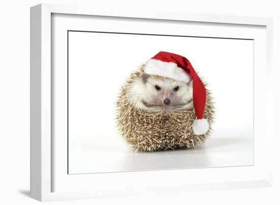 Hedgehog Wearing Christmas Hat-null-Framed Photographic Print