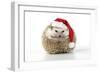 Hedgehog Wearing Christmas Hat-null-Framed Photographic Print