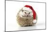 Hedgehog Wearing Christmas Hat-null-Mounted Photographic Print