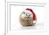 Hedgehog Wearing Christmas Hat-null-Framed Photographic Print