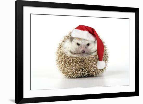 Hedgehog Wearing Christmas Hat-null-Framed Photographic Print