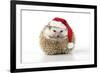 Hedgehog Wearing Christmas Hat-null-Framed Photographic Print