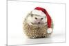 Hedgehog Wearing Christmas Hat-null-Mounted Photographic Print