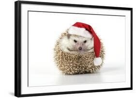 Hedgehog Wearing Christmas Hat-null-Framed Photographic Print