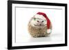 Hedgehog Wearing Christmas Hat-null-Framed Photographic Print