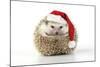 Hedgehog Wearing Christmas Hat-null-Mounted Photographic Print