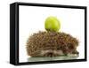 Hedgehog with Apple, Isolated on White-Yastremska-Framed Stretched Canvas
