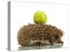 Hedgehog with Apple, Isolated on White-Yastremska-Stretched Canvas