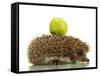 Hedgehog with Apple, Isolated on White-Yastremska-Framed Stretched Canvas