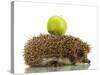 Hedgehog with Apple, Isolated on White-Yastremska-Stretched Canvas