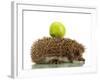 Hedgehog with Apple, Isolated on White-Yastremska-Framed Photographic Print