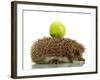 Hedgehog with Apple, Isolated on White-Yastremska-Framed Photographic Print