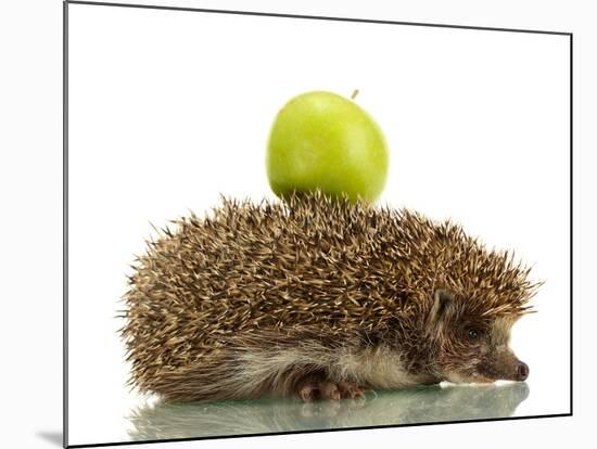 Hedgehog with Apple, Isolated on White-Yastremska-Mounted Photographic Print