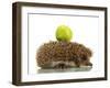 Hedgehog with Apple, Isolated on White-Yastremska-Framed Photographic Print