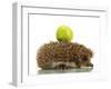 Hedgehog with Apple, Isolated on White-Yastremska-Framed Photographic Print