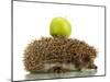 Hedgehog with Apple, Isolated on White-Yastremska-Mounted Photographic Print