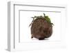 Hedgehog with Green Leafs-April Cat-Framed Photographic Print