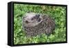 Hedgehog Young Animal Uncurling on Garden Lawn-null-Framed Stretched Canvas