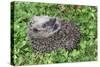 Hedgehog Young Animal Uncurling on Garden Lawn-null-Stretched Canvas