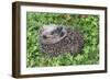 Hedgehog Young Animal Uncurling on Garden Lawn-null-Framed Photographic Print