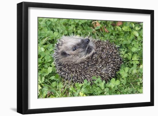 Hedgehog Young Animal Uncurling on Garden Lawn-null-Framed Photographic Print