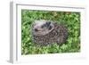 Hedgehog Young Animal Uncurling on Garden Lawn-null-Framed Photographic Print