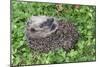 Hedgehog Young Animal Uncurling on Garden Lawn-null-Mounted Photographic Print