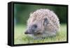 Hedgehog-null-Framed Stretched Canvas