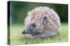 Hedgehog-null-Stretched Canvas