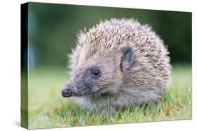 Hedgehog-null-Stretched Canvas