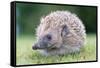 Hedgehog-null-Framed Stretched Canvas