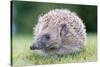 Hedgehog-null-Stretched Canvas