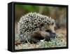 Hedgehog-kwasny221-Framed Stretched Canvas