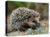 Hedgehog-kwasny221-Stretched Canvas