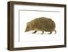 Hedgehog-Vitaliy Pakhnyushchyy-Framed Photographic Print