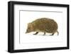 Hedgehog-Vitaliy Pakhnyushchyy-Framed Photographic Print