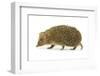 Hedgehog-Vitaliy Pakhnyushchyy-Framed Photographic Print