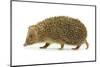 Hedgehog-Vitaliy Pakhnyushchyy-Mounted Photographic Print