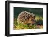 Hedgehog-kwasny221-Framed Photographic Print